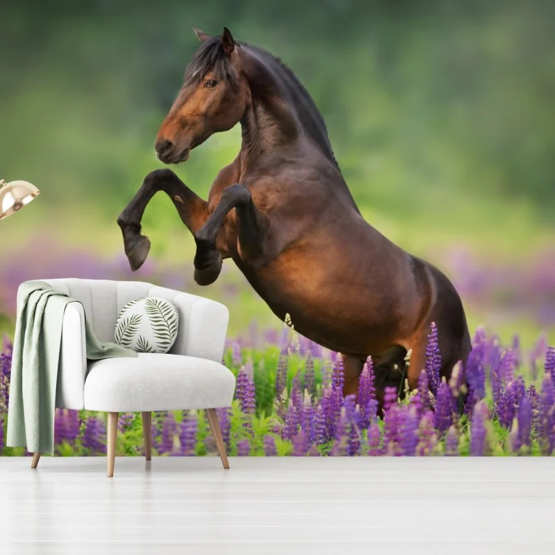 Wall mural bay stallion rearing in lupin meadow