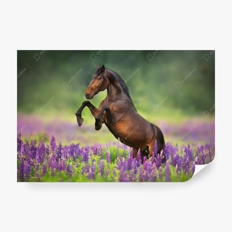 Wall mural bay stallion rearing in lupin meadow