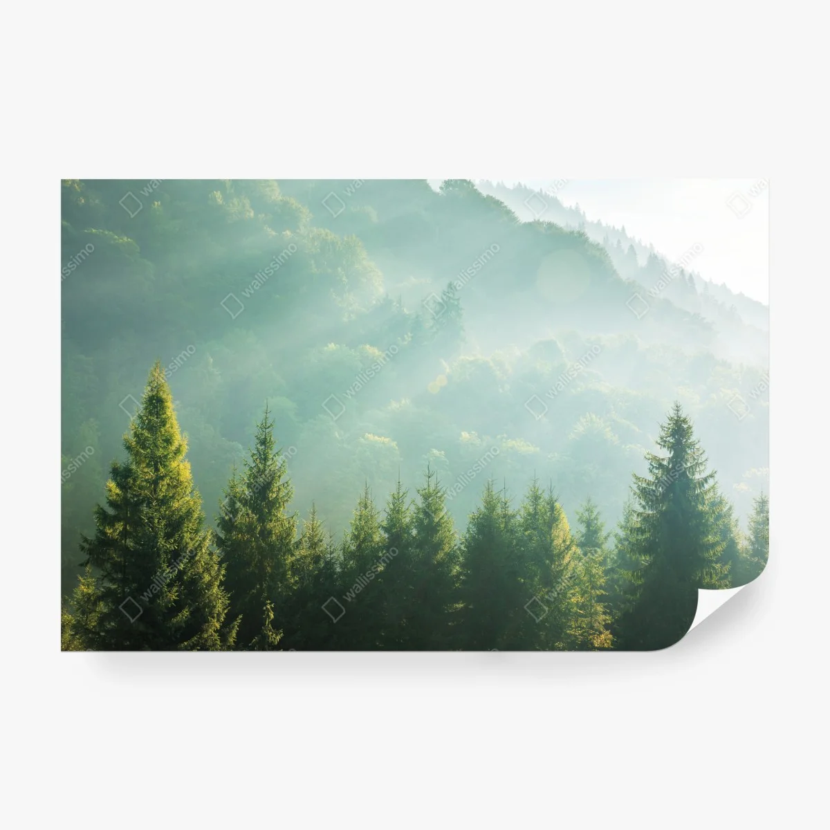 Wall mural misty spruce treetops at sunrise ⁕ Wallissimo® Wall mural misty spruce treetops at sunrise ⁕ Wallissimo®