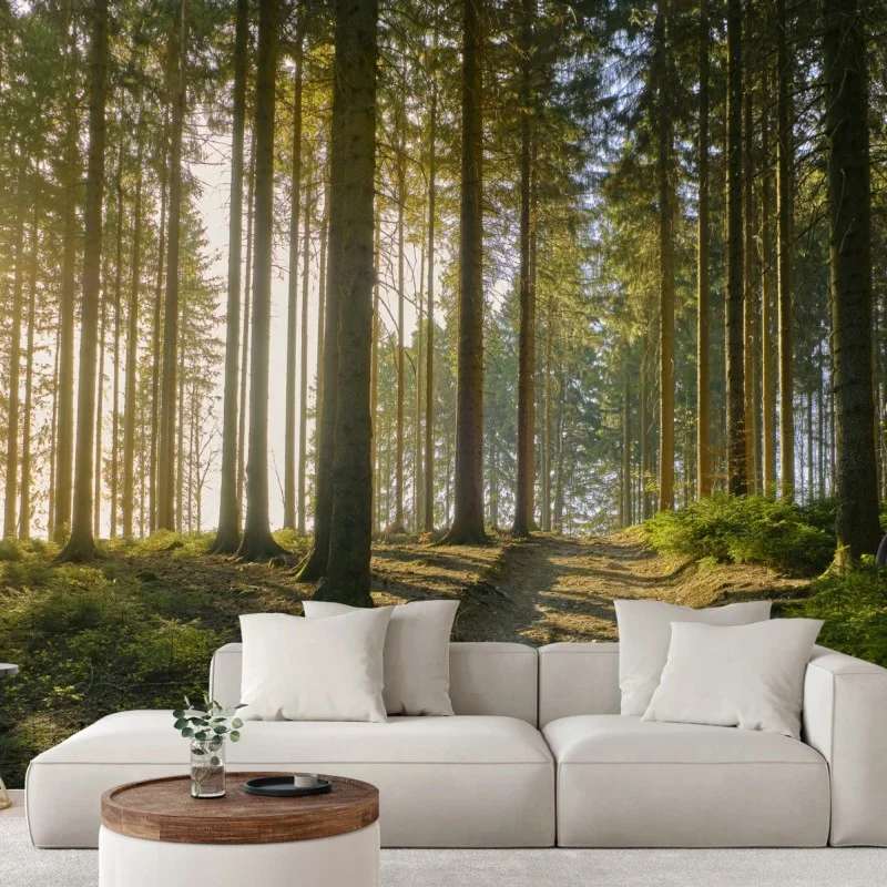 Wall mural sunlit forest trail at dawn