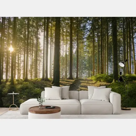 Wall mural sunlit forest trail at dawn • Wallissimo®