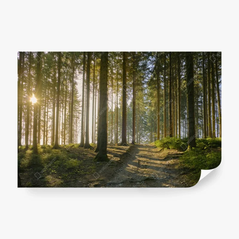 Wall mural sunlit forest trail at dawn