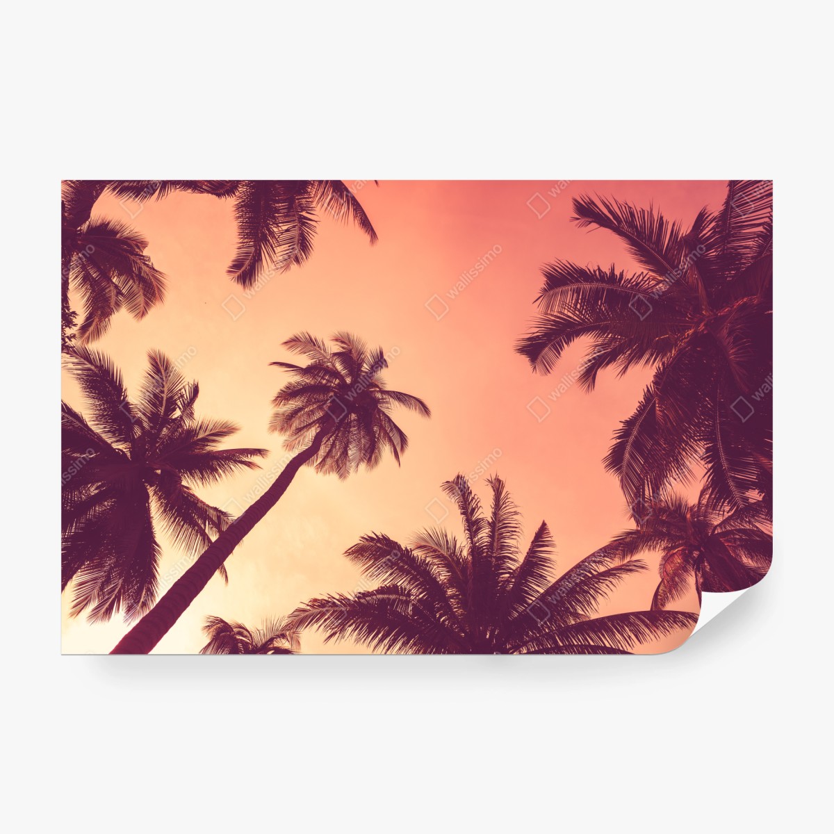 Wall mural tropical palms at sunset • Wallissimo®