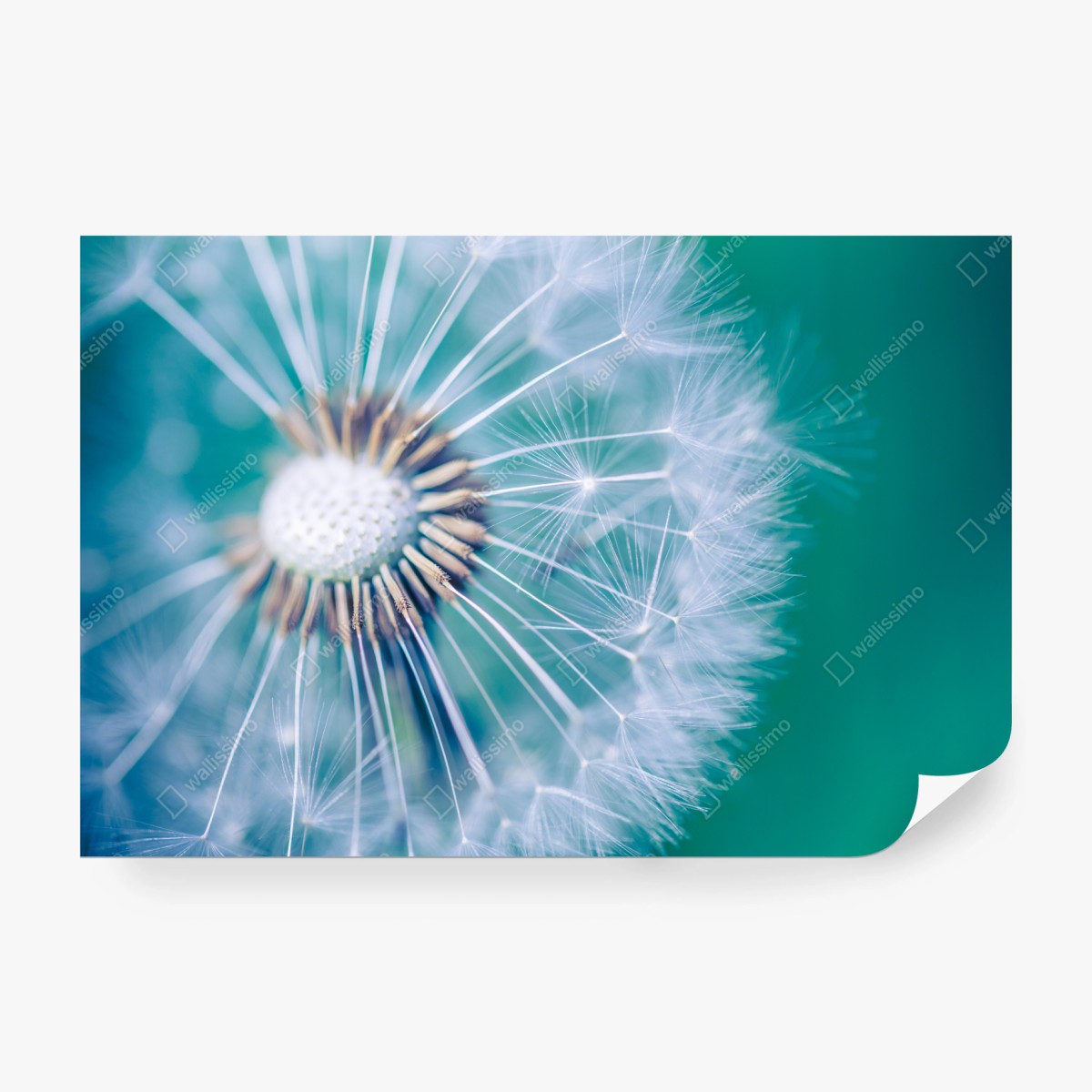 Wall mural turquoise dandelion close-up • Wallissimo®