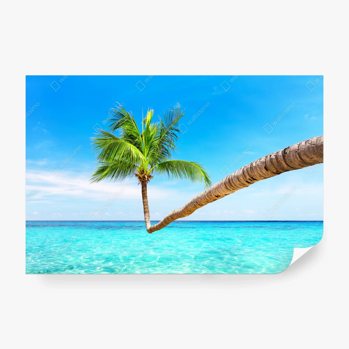 Wall mural tropical palm in Punta Cana • Wallissimo® Wall mural tropical palm in Punta Cana • Wallissimo®