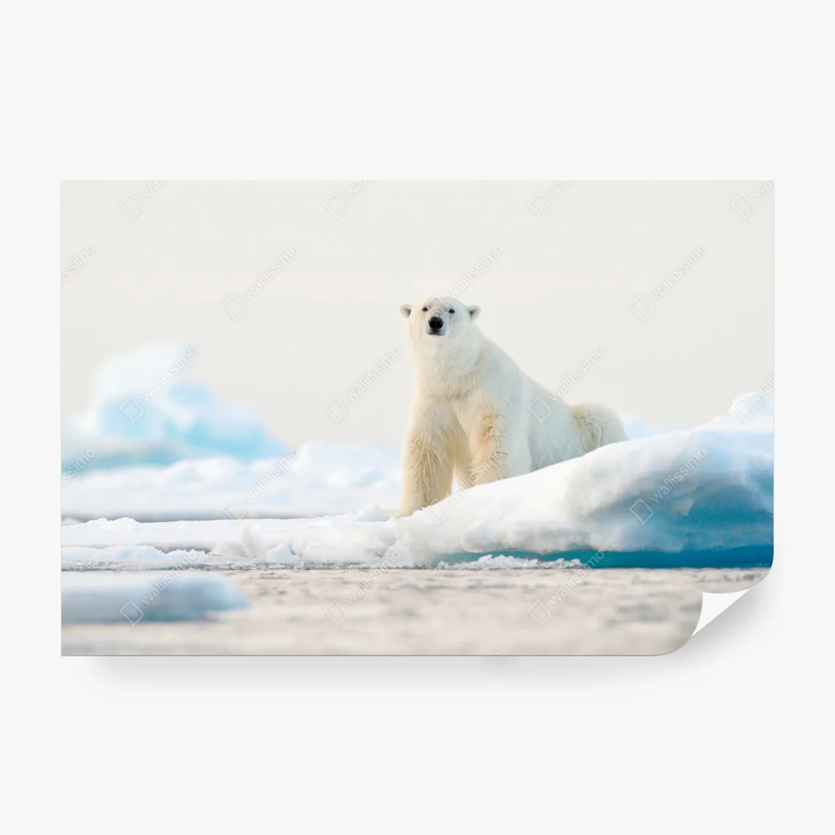 Wall mural polar bear on Arctic ice, Svalbard • Wallissimo® Wall mural polar bear on Arctic ice, Svalbard • Wallissimo®