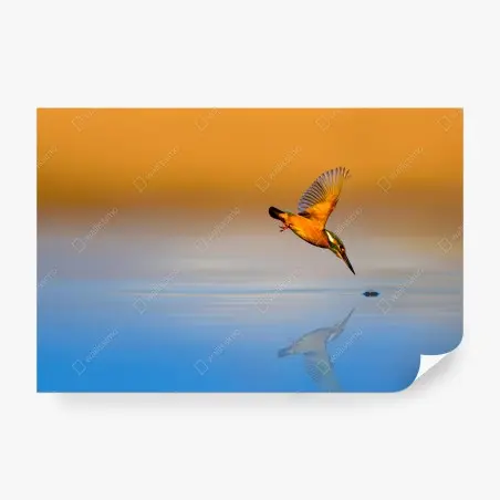 Wall mural kingfisher diving over reflective water • Wallissimo®