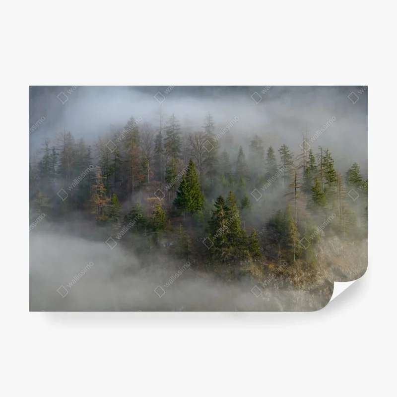 Wall mural misty mountain forest