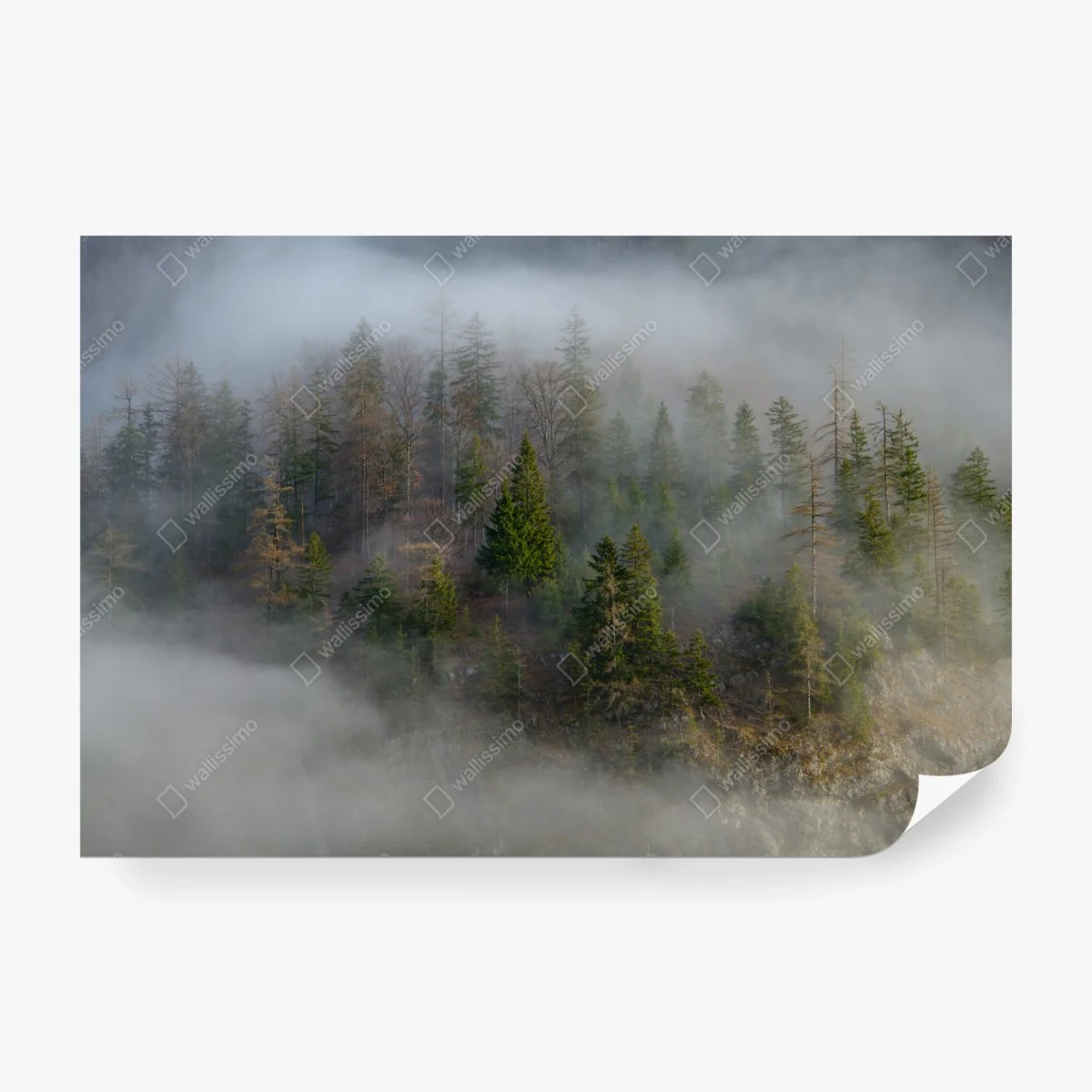 Wall mural misty mountain forest ⁕ Wallissimo®