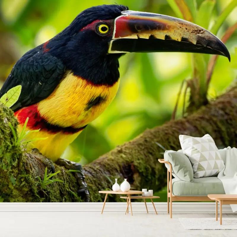 Wall mural vibrant collared aracari in tropical foliage