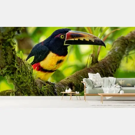 Wall mural vibrant collared aracari in tropical foliage • Wallissimo®