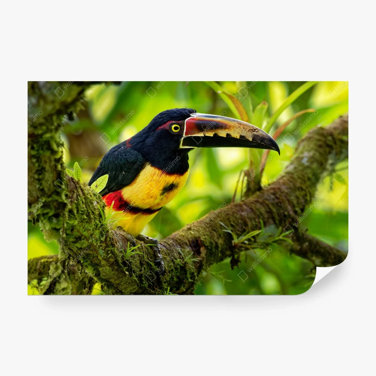 Wall mural vibrant collared aracari in tropical foliage • Wallissimo® Wall mural vibrant collared aracari in tropical foliage • Wallissimo®