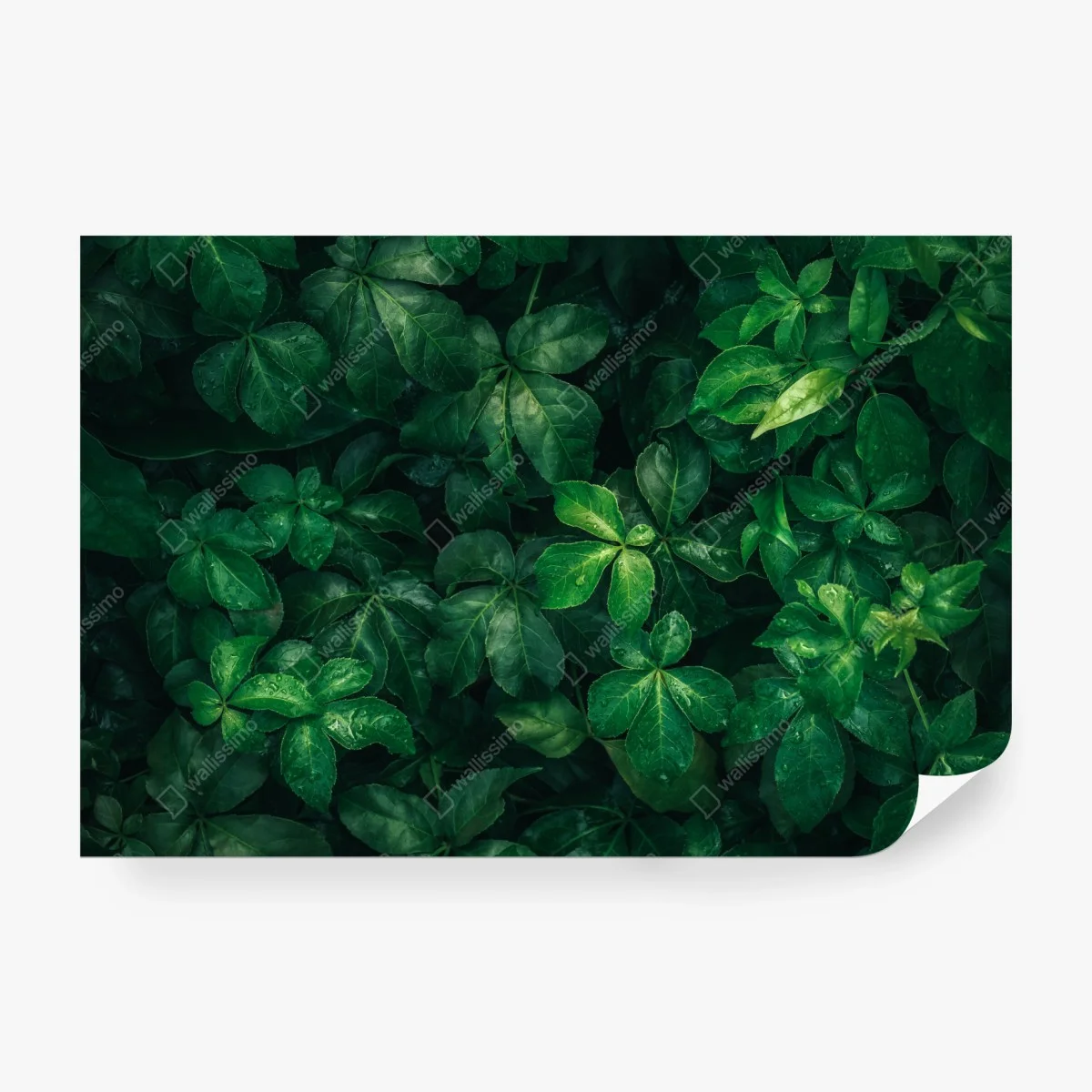 Wall mural lush tropical green foliage ⁕ Wallissimo®