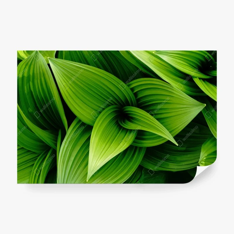 Wall mural lush green leaves pattern