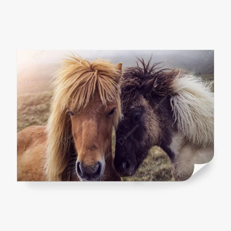 Wall mural two horses on a foggy hill, Faroe Islands