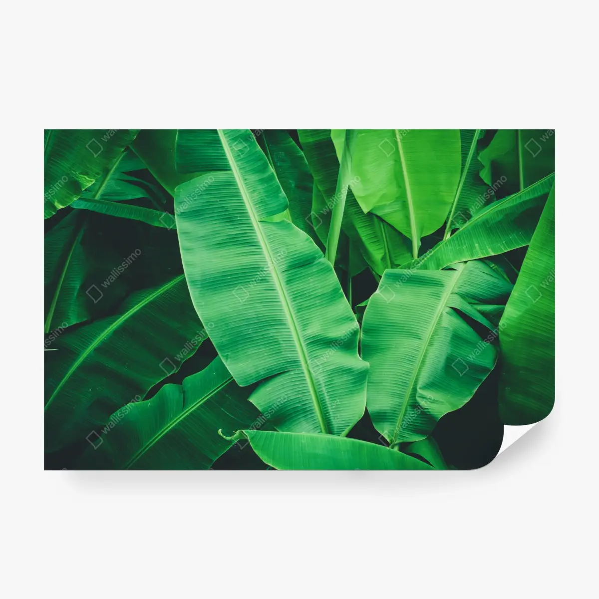 Wall mural lush tropical banana leaves • Wallissimo®