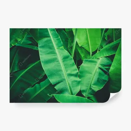 Wall mural lush tropical banana leaves • Wallissimo®