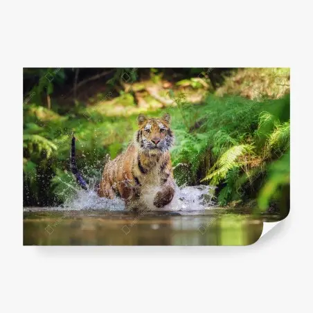 Wall mural majestic tiger in forest stream • Wallissimo®