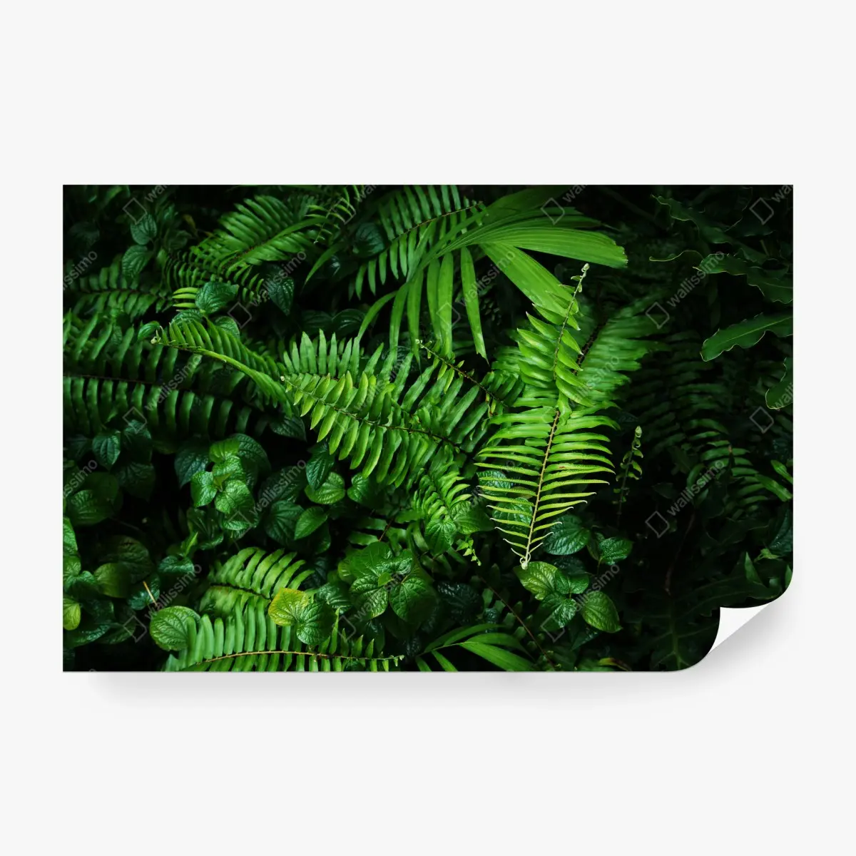 Wall mural lush tropical fern leaves • Wallissimo®