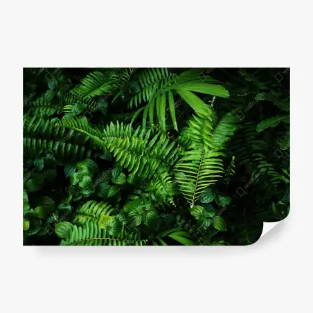 Wall mural lush tropical fern leaves • Wallissimo®
