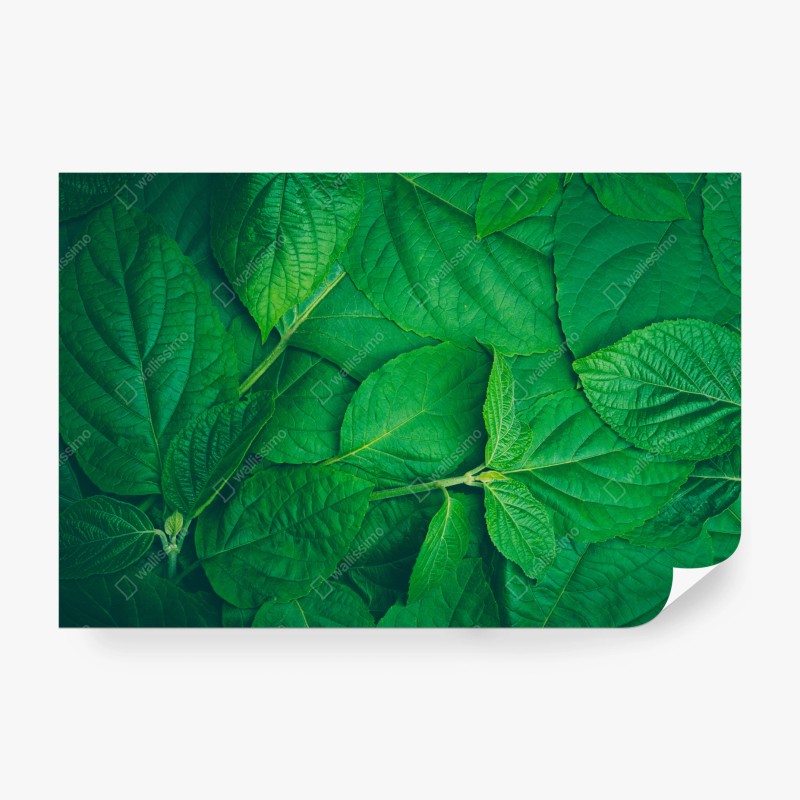 Wall mural lush green leaves texture