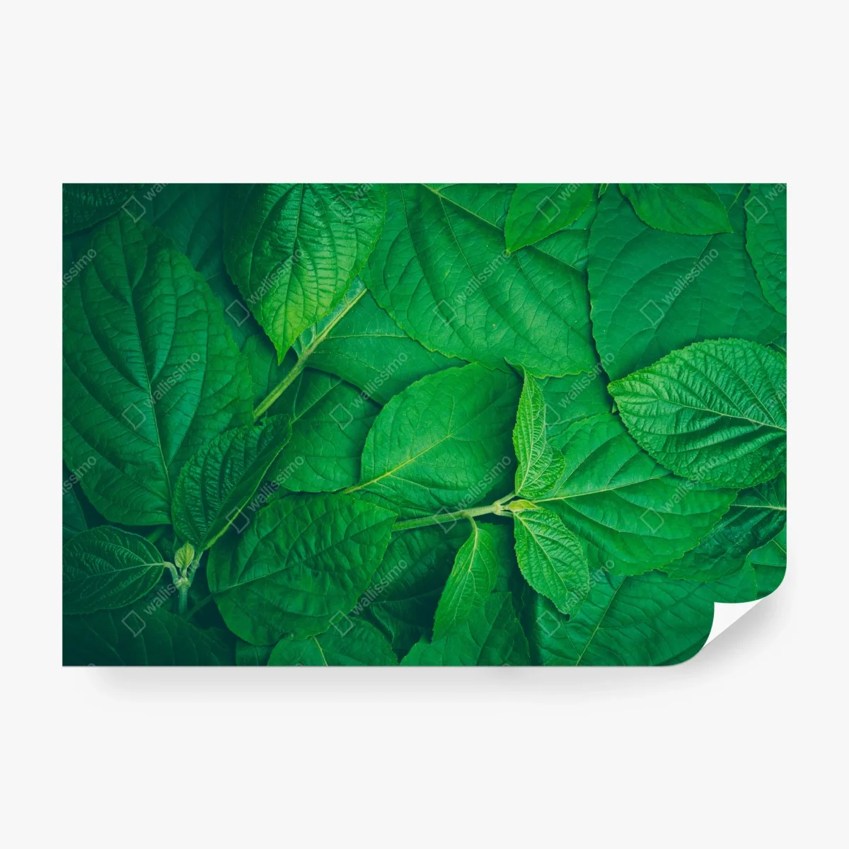Wall mural lush green leaves texture ⁕ Wallissimo®