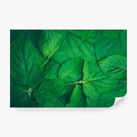 Wall mural lush green leaves texture • Wallissimo®