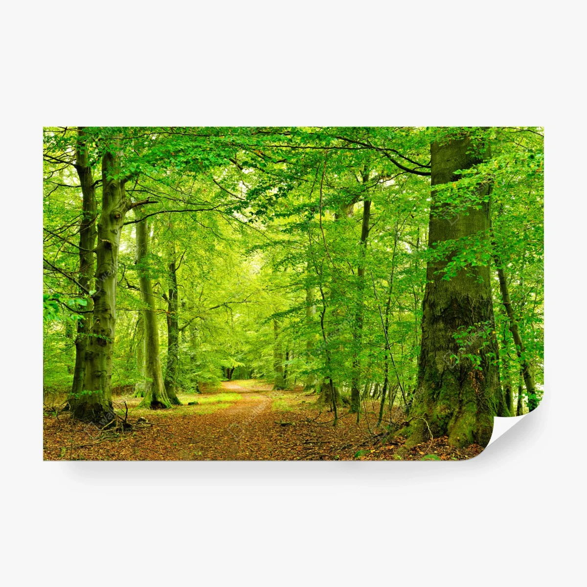 Wall mural serene green forest pathway ⁕ Wallissimo® Wall mural serene green forest pathway ⁕ Wallissimo®