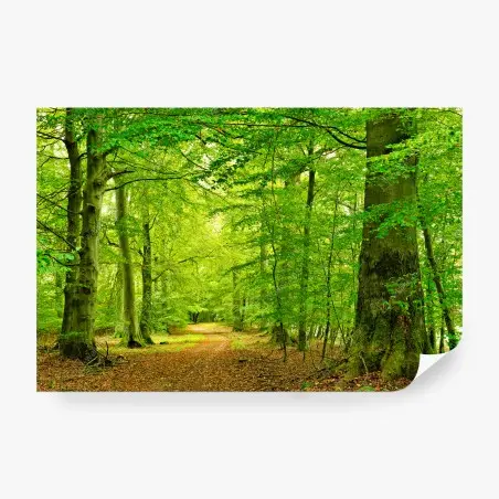 Wall mural serene green forest pathway • Wallissimo®