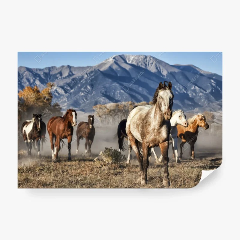 Wall mural wild horses running in a mountain meadow