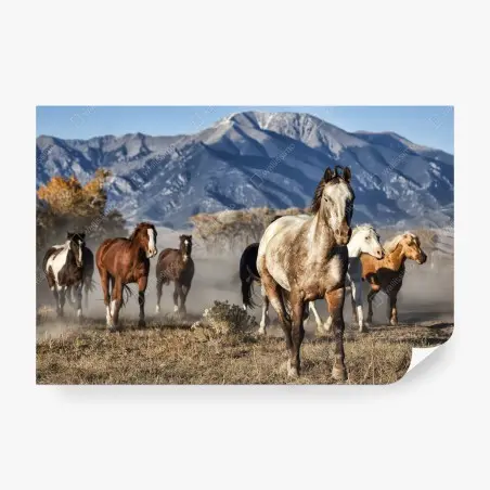 Wall mural wild horses running in a mountain meadow • Wallissimo®
