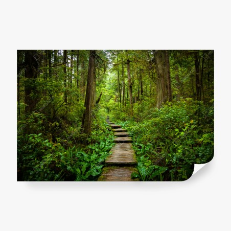 Wall mural serene forest boardwalk path • Wallissimo®