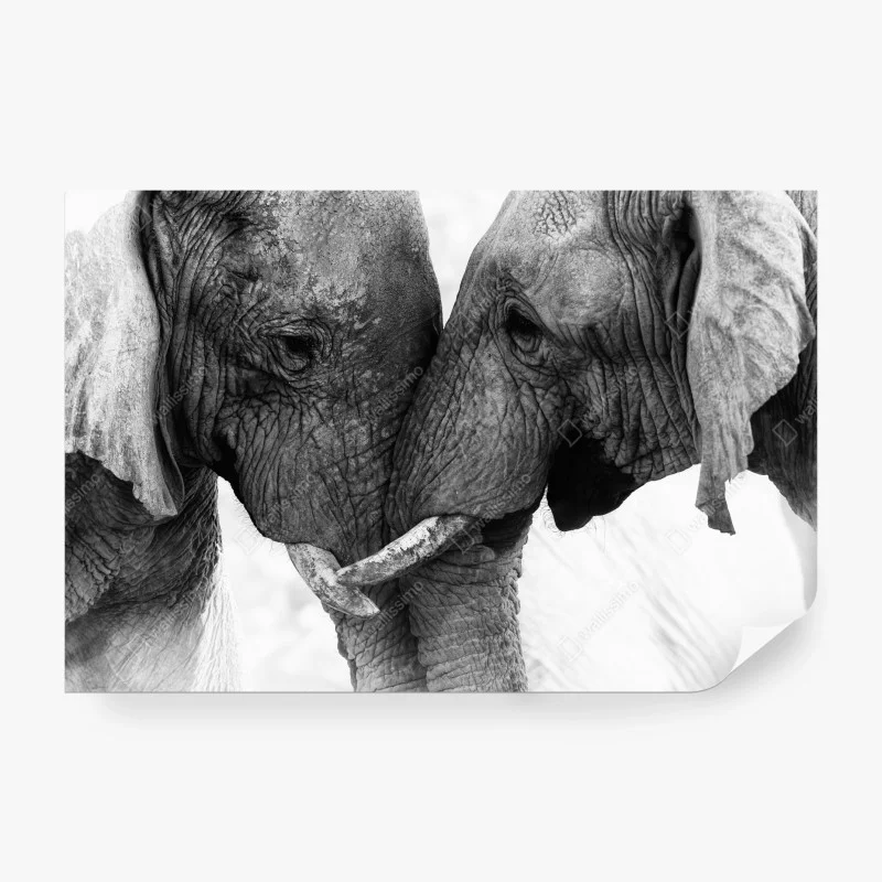 Wall mural elephant embrace black and white portrait