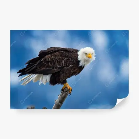 Wall mural majestic bald eagle portrait • Wallissimo®