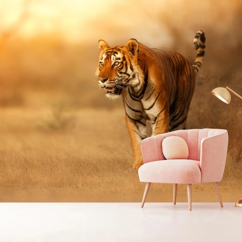 Wall mural majestic tiger in golden light