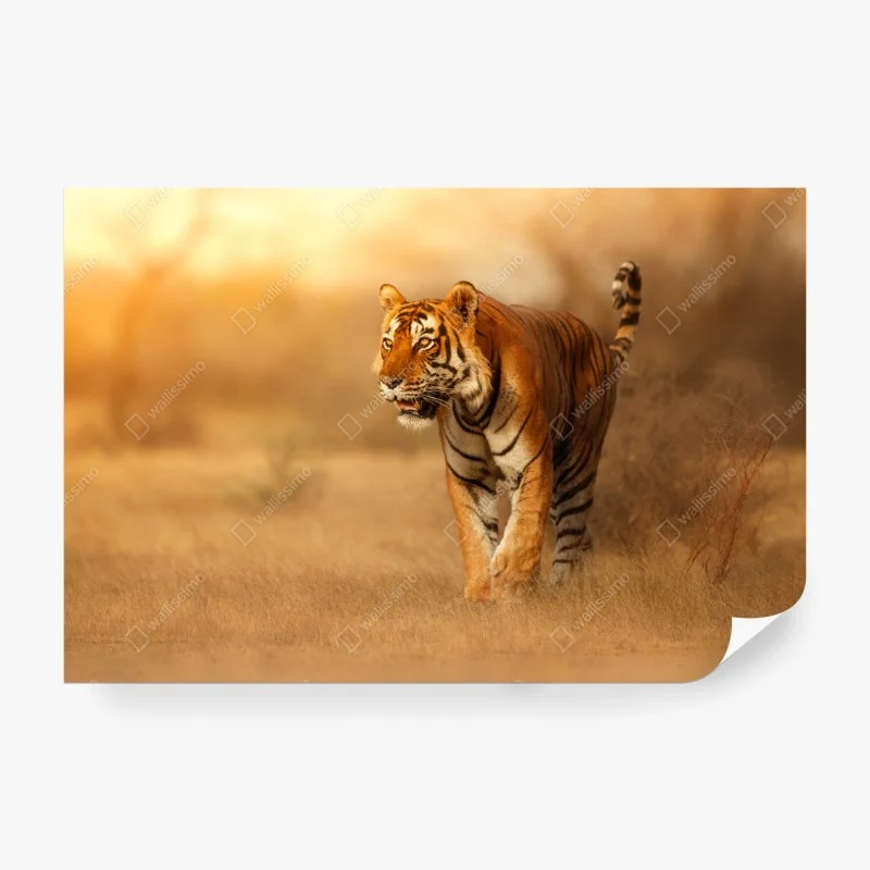 Wall mural majestic tiger in golden light