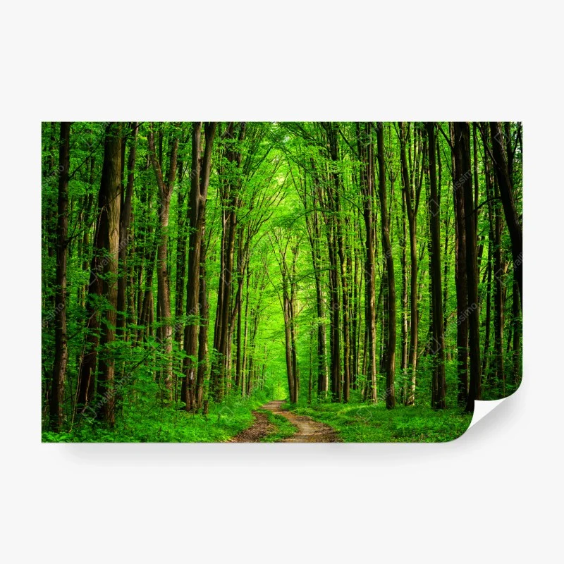 Wall mural lush green forest pathway