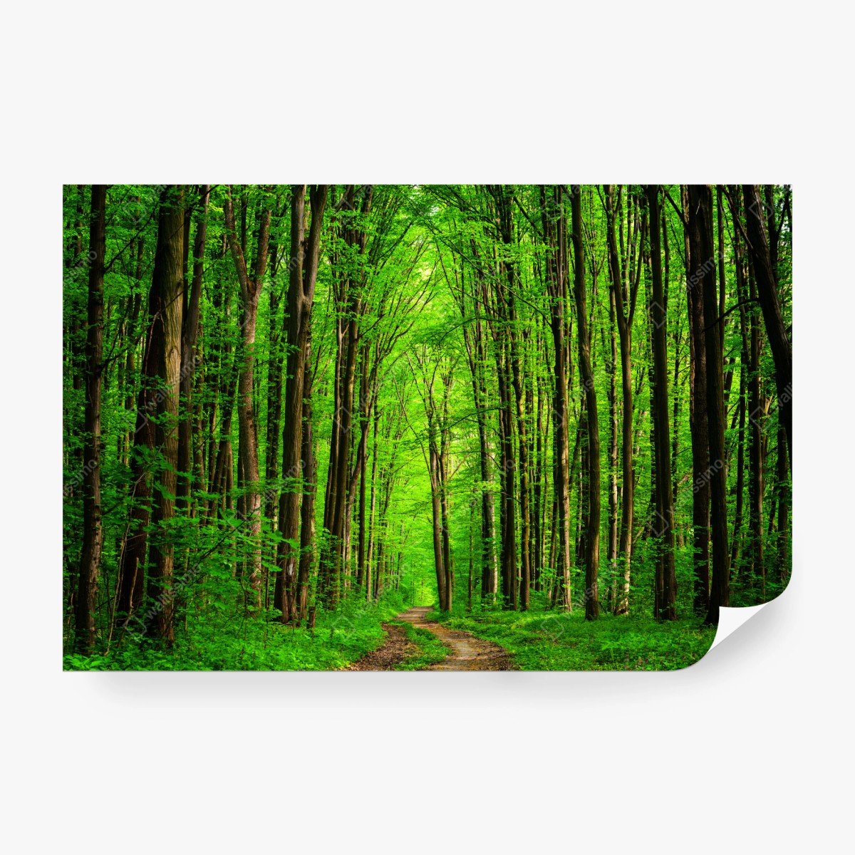 Wall mural lush green forest pathway ⁕ Wallissimo® Wall mural lush green forest pathway ⁕ Wallissimo®