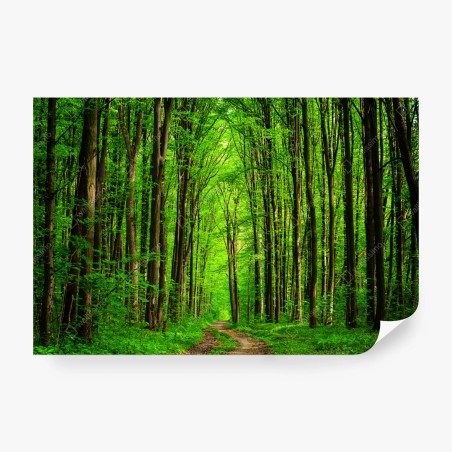 Wall mural lush green forest pathway • Wallissimo®