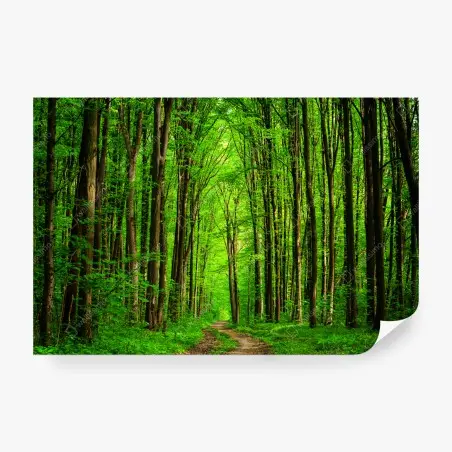 Wall mural lush green forest pathway • Wallissimo®