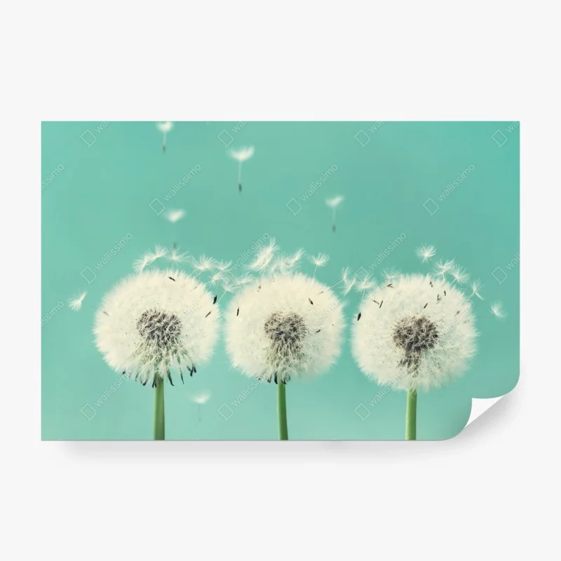 Wall mural three dandelion puffballs on turquoise background