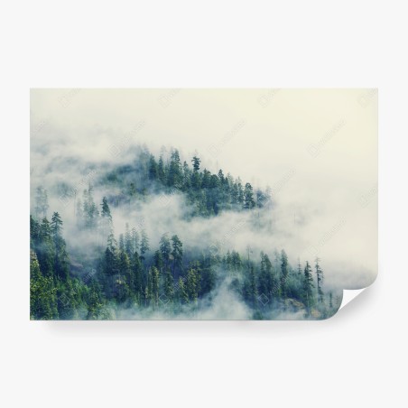 Wall mural misty evergreen forest • Wallissimo®