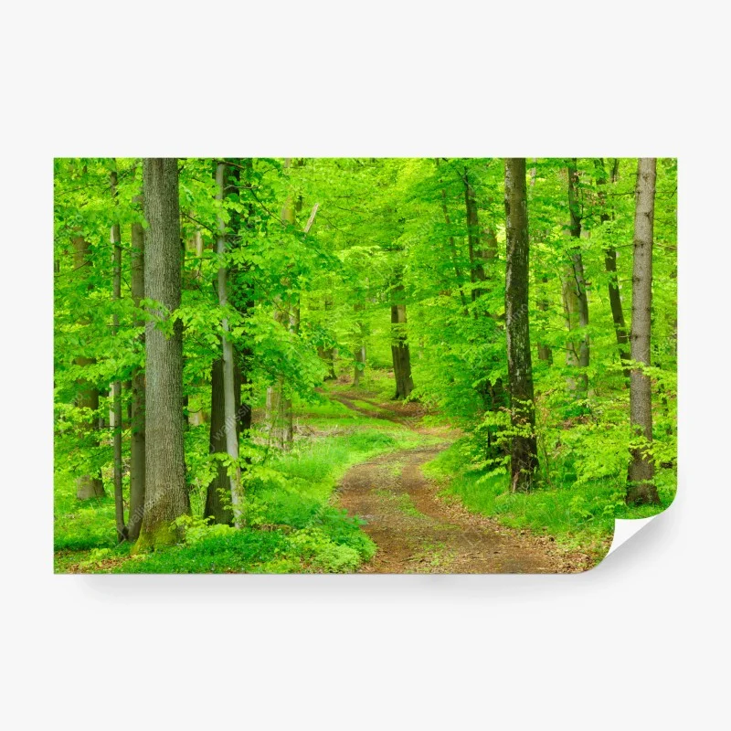Wall mural serene forest path in spring