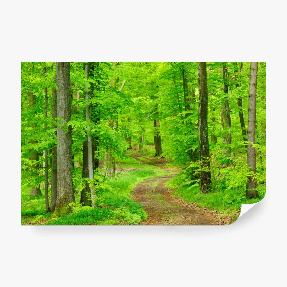 Wall mural serene forest path in spring ⁕ Wallissimo®