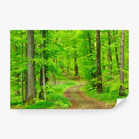 Wall mural serene forest path in spring • Wallissimo®