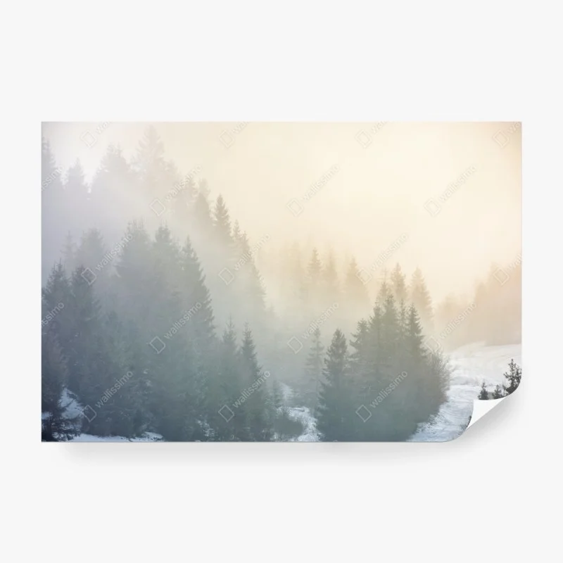 Wall mural misty spruce forest sunrise