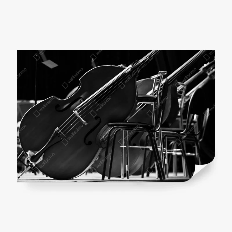 Wall mural monochrome double basses in orchestra
