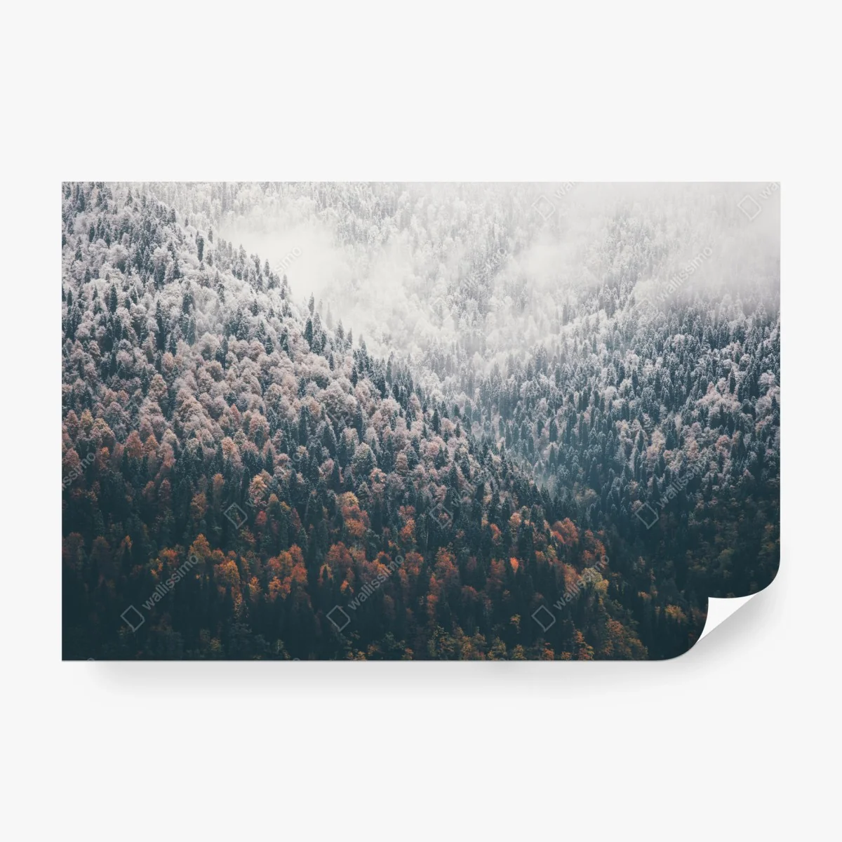 Wall mural misty autumn forest on snowy mountain • Wallissimo®