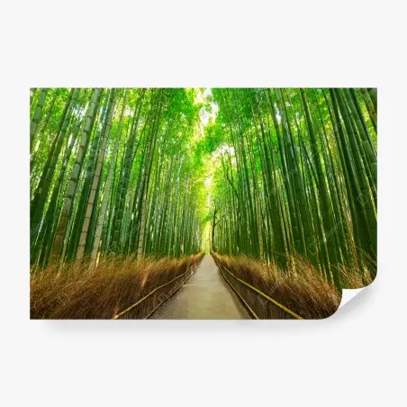 Wall mural tranquil bamboo path in Kyoto • Wallissimo®