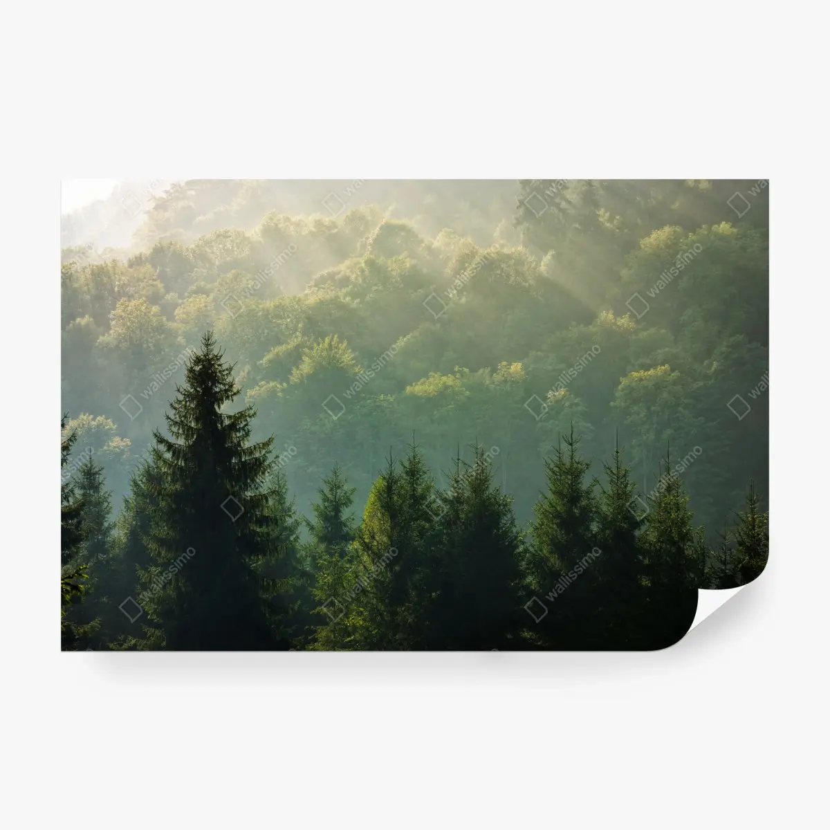 Wall mural misty Carpathian spruce forest at sunrise ⁕ Wallissimo®